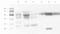STEAP Family Member 1 antibody, orb395795, Biorbyt, Western Blot image 