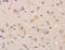 Fibronectin Leucine Rich Transmembrane Protein 2 antibody, orb156900, Biorbyt, Immunohistochemistry paraffin image 