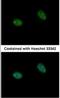 Prickle Planar Cell Polarity Protein 3 antibody, NBP1-33511, Novus Biologicals, Immunofluorescence image 