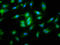 NLR Family Pyrin Domain Containing 10 antibody, LS-C674614, Lifespan Biosciences, Immunofluorescence image 