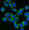 DEAD-Box Helicase 3 X-Linked antibody, A00751-6, Boster Biological Technology, Immunofluorescence image 
