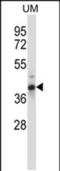 Out At First Homolog antibody, PA5-48663, Invitrogen Antibodies, Western Blot image 