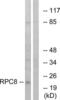 RNA Polymerase III Subunit H antibody, LS-C119921, Lifespan Biosciences, Western Blot image 
