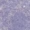 Betaine--Homocysteine S-Methyltransferase antibody, HPA038285, Atlas Antibodies, Immunohistochemistry frozen image 