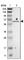 INO1 antibody, HPA008232, Atlas Antibodies, Western Blot image 