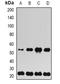 Ubiquitin Conjugating Enzyme E2 H antibody, orb382105, Biorbyt, Western Blot image 