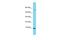 Transmembrane and coiled-coil domain-containing protein C6orf129 homolog antibody, A17911, Boster Biological Technology, Western Blot image 