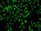 LIM Homeobox 8 antibody, 14-997, ProSci, Immunofluorescence image 