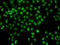 LHX8 antibody, 14-997, ProSci, Immunofluorescence image 