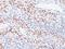 Cyclin Dependent Kinase Inhibitor 1C antibody, M01244, Boster Biological Technology, Immunohistochemistry frozen image 