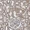 Polycystin 2, Transient Receptor Potential Cation Channel antibody, HPA015794, Atlas Antibodies, Immunohistochemistry paraffin image 