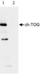 Cytoskeleton Associated Protein 5 antibody, ab86073, Abcam, Immunoprecipitation image 