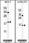 BTG Anti-Proliferation Factor 1 antibody, 61-795, ProSci, Western Blot image 