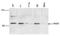 PHD Finger Protein 8 antibody, TA347263, Origene, Western Blot image 