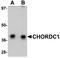 Cysteine and histidine-rich domain-containing protein 1 antibody, A08593, Boster Biological Technology, Western Blot image 