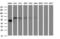 Fibrinogen Gamma Chain antibody, M00790, Boster Biological Technology, Western Blot image 
