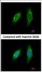 Small glutamine-rich tetratricopeptide repeat-containing protein alpha antibody, NBP2-20339, Novus Biologicals, Immunofluorescence image 