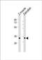 Sphingosine 1-phosphate receptor 2 antibody, PA5-72265, Invitrogen Antibodies, Western Blot image 