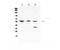 Podocalyxin Like antibody, LS-C662954, Lifespan Biosciences, Western Blot image 