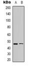 WW Domain Containing Oxidoreductase antibody, LS-B14572, Lifespan Biosciences, Western Blot image 