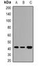 Coenzyme Q3, Methyltransferase antibody, orb341308, Biorbyt, Western Blot image 