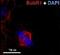 Mad3l antibody, ab54894, Abcam, Immunofluorescence image 