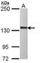 Mitogen-Activated Protein Kinase Kinase Kinase Kinase 4 antibody, GTX116008, GeneTex, Western Blot image 