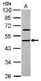 Enolase Superfamily Member 1 antibody, GTX119464, GeneTex, Western Blot image 