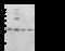BCL10 Immune Signaling Adaptor antibody, 104831-T32, Sino Biological, Western Blot image 