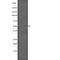 Transcription Factor AP-2 Delta antibody, abx147948, Abbexa, Western Blot image 
