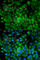 Autophagy Related 16 Like 1 antibody, A1871, ABclonal Technology, Immunofluorescence image 