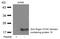 Zinc Finger CCHC-Type Containing 10 antibody, PA5-49677, Invitrogen Antibodies, Western Blot image 