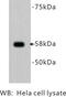 P-LAP antibody, MBS355199, MyBioSource, Western Blot image 