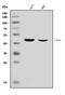 Apolipoprotein A5 antibody, A01242-3, Boster Biological Technology, Western Blot image 
