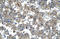 Kruppel Like Factor 15 antibody, orb329674, Biorbyt, Immunohistochemistry paraffin image 