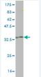 A-Kinase Anchoring Protein 7 antibody, H00009465-M01, Novus Biologicals, Western Blot image 