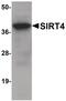 Sirtuin 4 antibody, PA5-20965, Invitrogen Antibodies, Western Blot image 