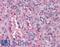 Mad3l antibody, LS-B4854, Lifespan Biosciences, Immunohistochemistry frozen image 