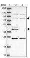 EEF1A Lysine And N-Terminal Methyltransferase antibody, NBP1-92109, Novus Biologicals, Western Blot image 