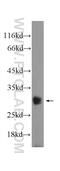 BCL2 Like 12 antibody, 21969-1-AP, Proteintech Group, Western Blot image 