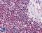 Basic Helix-Loop-Helix Family Member E40 antibody, LS-B2222, Lifespan Biosciences, Immunohistochemistry frozen image 