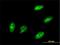 TEA Domain Transcription Factor 3 antibody, H00007005-M01, Novus Biologicals, Immunocytochemistry image 