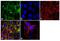 PDZ And LIM Domain 5 antibody, 38-8800, Invitrogen Antibodies, Immunofluorescence image 