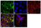 PDZ And LIM Domain 5 antibody, 38-8800, Invitrogen Antibodies, Immunofluorescence image 