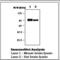 Protein Kinase C Epsilon antibody, LS-B7150, Lifespan Biosciences, Western Blot image 