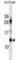 ATP synthase lipid-binding protein, mitochondrial antibody, abx028988, Abbexa, Western Blot image 