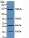 Insulin Receptor Substrate 1 antibody, MBS2026844, MyBioSource, Western Blot image 