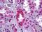 Prohibitin antibody, 51-711, ProSci, Immunohistochemistry frozen image 