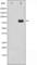 Protein Kinase C Delta antibody, abx011387, Abbexa, Western Blot image 