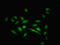 Zinc Finger Protein 133 antibody, LS-C377024, Lifespan Biosciences, Immunofluorescence image 